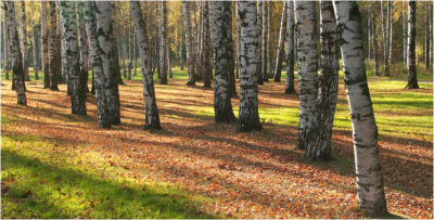 Birch forest