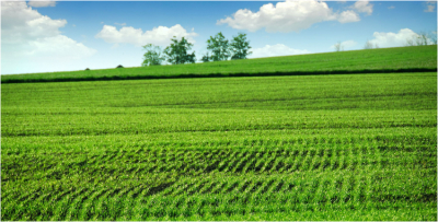 Corn field