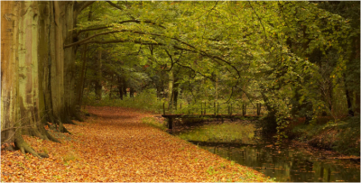 Forest path